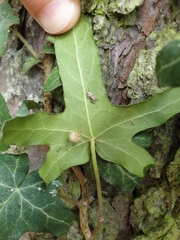 Salticus scenicus