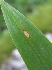 Dothideomycetes