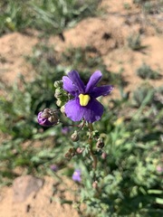 Nemesia leipoldtii