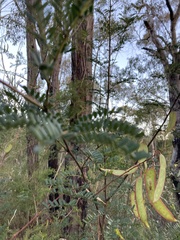 Acacia terminalis