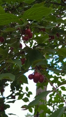 Cornus mas