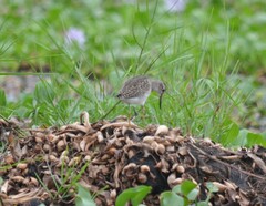 Tringa glareola