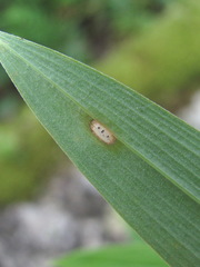 Dothideomycetes