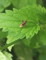 Phytocoris
