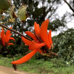 Erythrina lysistemon