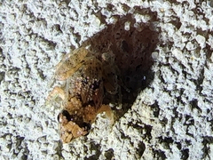 Eleutherodactylus planirostris