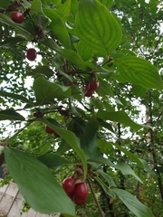 Cornus mas