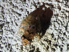 Eleutherodactylus planirostris