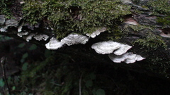 Trichaptum abietinum image