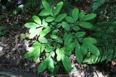 Amorphophallus yunnanensis