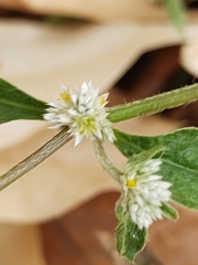 Alternanthera