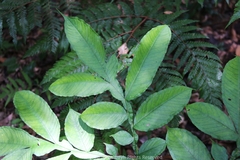 Amorphophallus yunnanensis