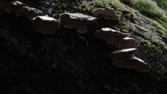 Trichaptum abietinum image