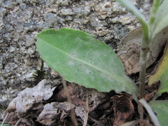 Erysiphaceae