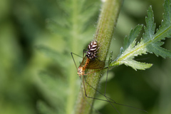 Salticus scenicus
