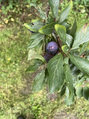 Prunus spinosa