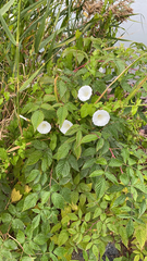 Calystegia silvatica