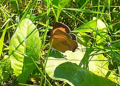 Thecla betulae