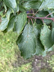 Prunus spinosa