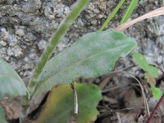 Erysiphaceae