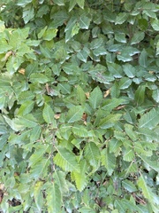 Carpinus orientalis