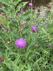 Centaurea nigra