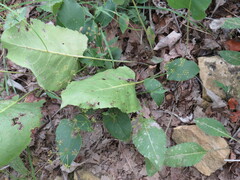 Zizia aurea