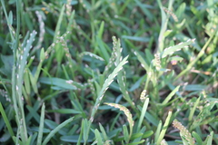 Stenotaphrum secundatum