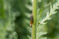 Salticus scenicus