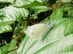 Pieris