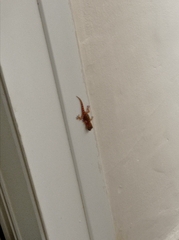 Tarentola mauritanica