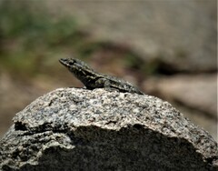 Uta stansburiana elegans