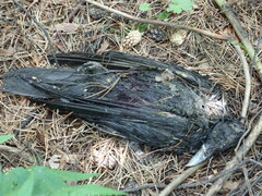 Corvus corone orientalis