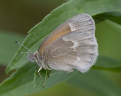 Coenonympha california
