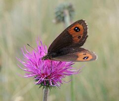 Erebia montanus