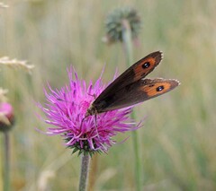 Erebia montanus