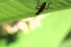 Chauliognathus marginatus