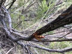 Sphecius