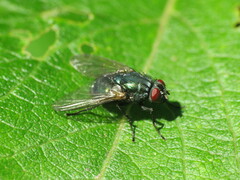 Eudasyphora