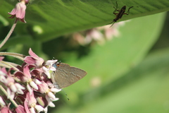 Satyrium calanus