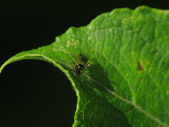 Diplazon laetatorius