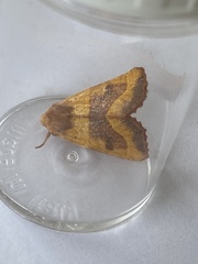 Atethmia centrago