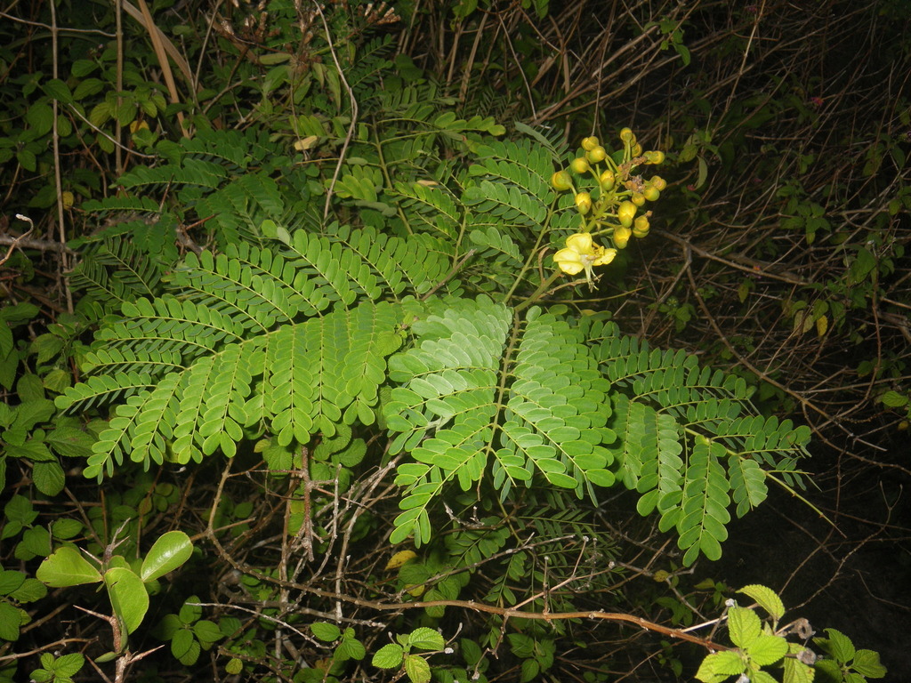 Mezoneuron pubescens (Mezoneuron pubescens)