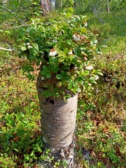 Vaccinium vitis-idaea