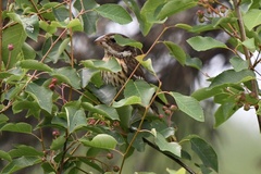 Pheucticus ludovicianus