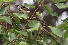 Pheucticus ludovicianus