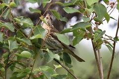 Pheucticus ludovicianus