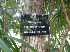 Podocarpus grayae