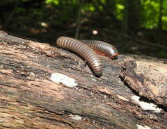 Narceus americanus