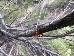 Sphecius